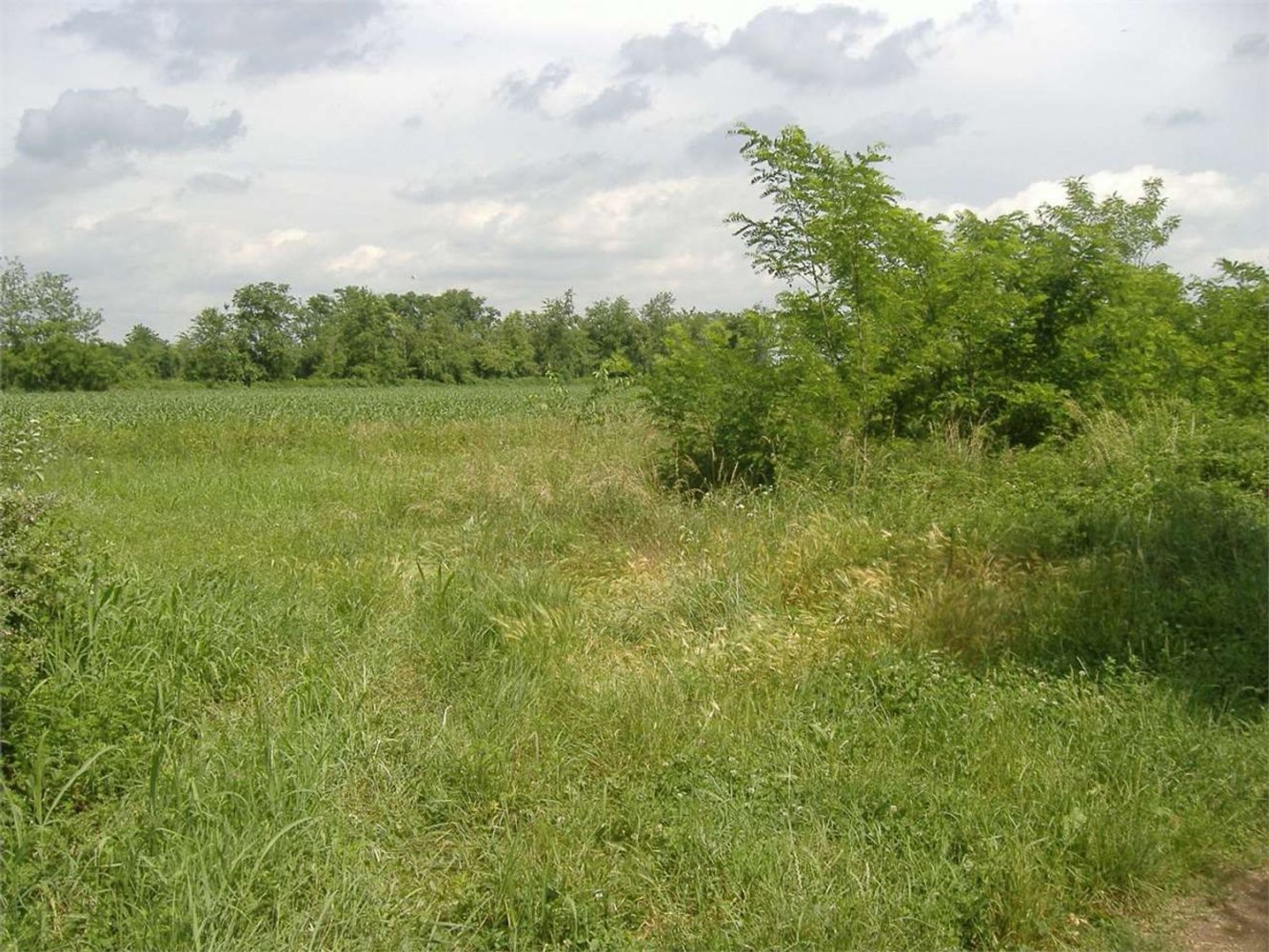  قطعة أرض في Busto Garolfo, Italy 4050متر مربع رقم 141029