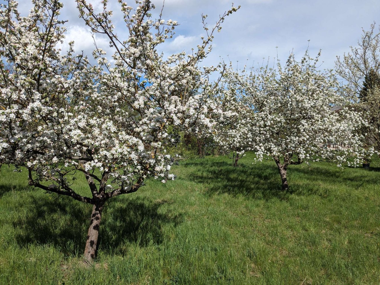  Land in Bad Fischau-Brunn, Austria No. 130483