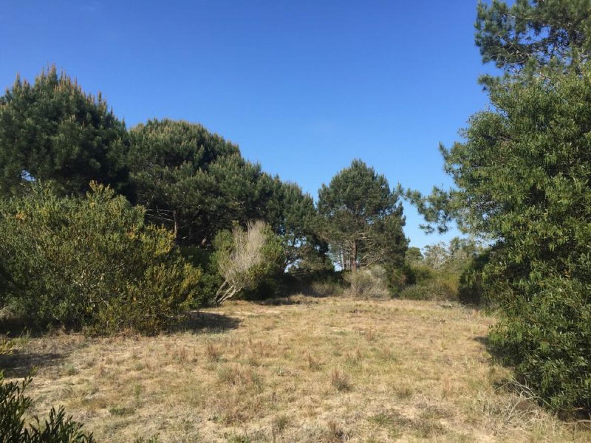 Terrain à Maldonado, Uruguay No. 15173