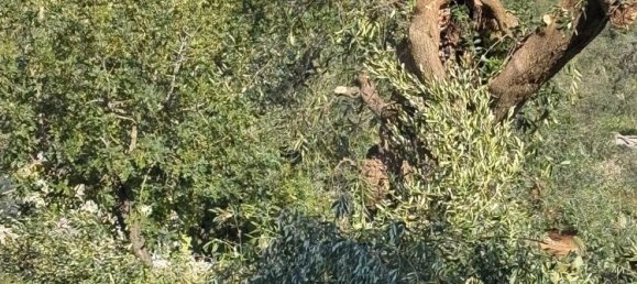 Studio in Monopoli, Italy No. 39610 7