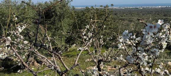 Studio in Monopoli, Italy No. 39610 4