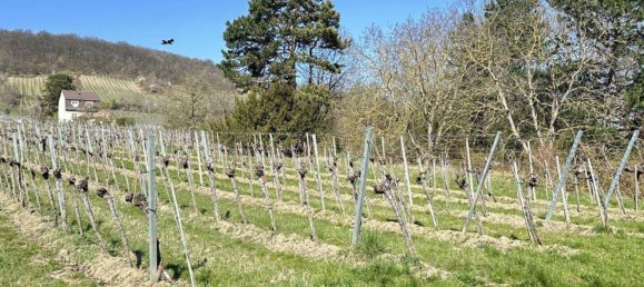 Grundstück in Döbling, Austria, Nr. 34438 9