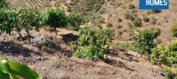 30000m² Land in Sayalonga, Spain No. 140209 16