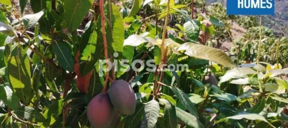 30000m² Land in Sayalonga, Spain No. 140209 26