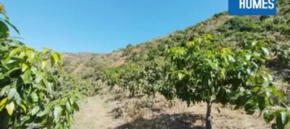 30000m² Land in Sayalonga, Spain No. 140209 11