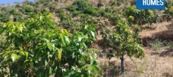 30000m² Land in Sayalonga, Spain No. 140209 18