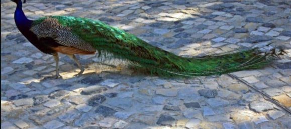 3 bedrooms Villa in Caldas da Rainha, Portugal No. 224297 27