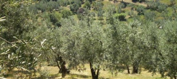 قطعة أرض في Carmignano, Italy 5000متر مربع رقم 76097 2