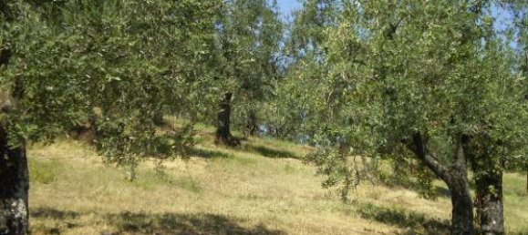 قطعة أرض في Carmignano, Italy 5000متر مربع رقم 76097 8