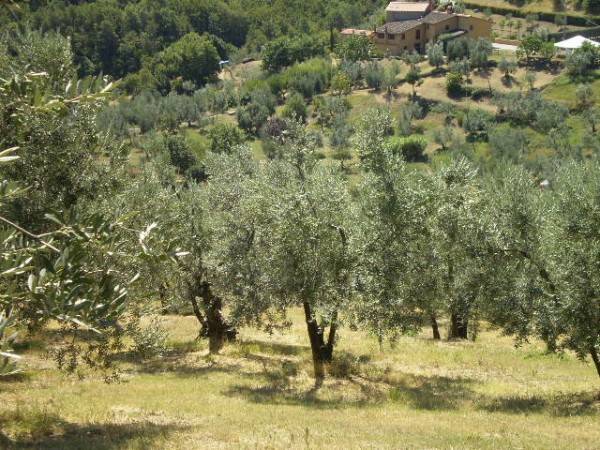  قطعة أرض في Carmignano, Italy 5000متر مربع رقم 76097