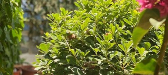 4 chambres Maison à Gandia, Spain No. 171755 38