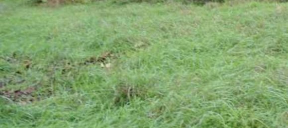 3-Zimmer Haus in Pordenone, Italy, Nr. 12711 20