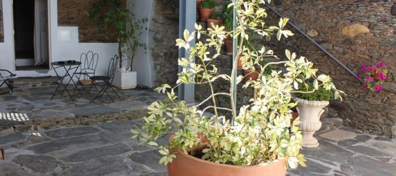 12 bedrooms House in Mirandela, Portugal No. 50003 33