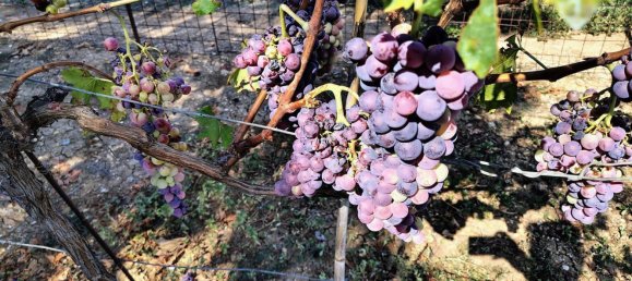 Terrain à Rocca San Giovanni, Italy No. 334878 12