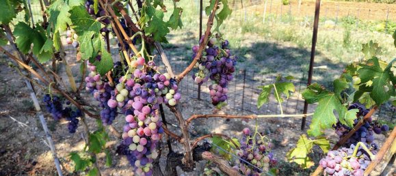 Terrain à Rocca San Giovanni, Italy No. 334878 13