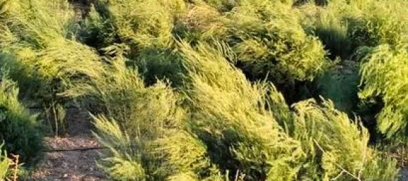 11636m² Land in Granada, Spain No. 186698 2