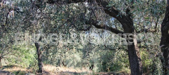 Terreno em Dolcedo, Italy N.º 127313 9