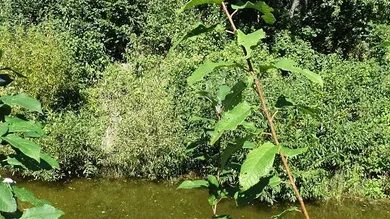 Grundstück in Altenmarkt an der Triesting, Austria, Nr. 152811