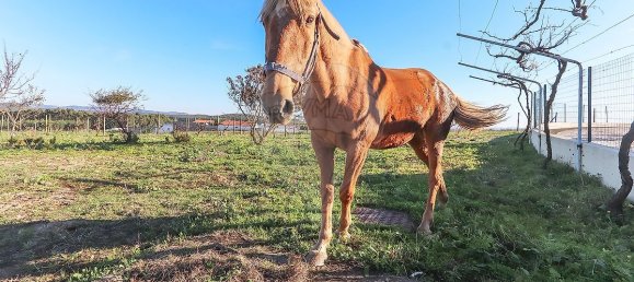 7 غرف نوم منزل في Torres Vedras, Portugal رقم 184955 21