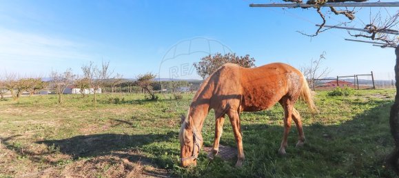 7 غرف نوم منزل في Torres Vedras, Portugal رقم 184955 20