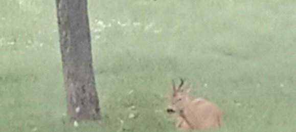 Дом с 5 комнатами в Штрасганг, Австрия № 245533 6