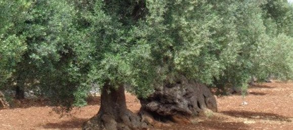 Terreno em San Vito dei Normanni, Italy 25900 m² N.º 144941 7