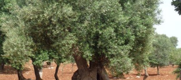 Terreno em San Vito dei Normanni, Italy 25900 m² N.º 144941 5