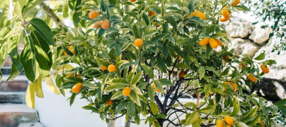 5 غرف نوم فيلا في Estepona, Spain رقم 87583 30