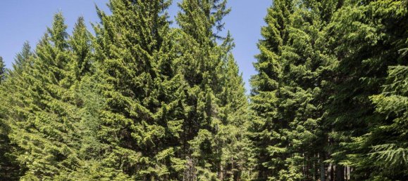  Land in Reichenau an der Rax, Austria No. 159660 4