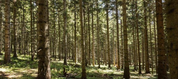  Land in Reichenau an der Rax, Austria No. 159660 8