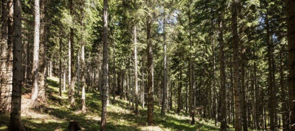  Land in Reichenau an der Rax, Austria No. 159660 7