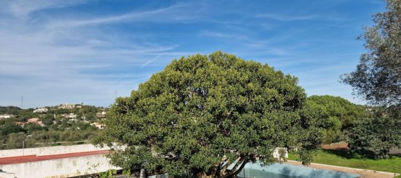 Grundstück in Sao Bras de Alportel, Portugal 4488m², Nr. 51107 8