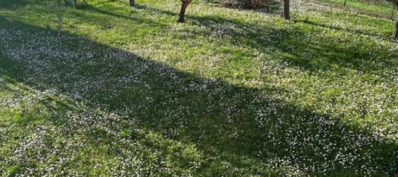 9 rooms Villa in Laterina Pergine Valdarno, Italy No. 229419 4