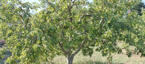 4 bedrooms Villa in Litochoro, Greece No. 6553 24