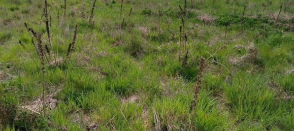 Terreno en Celle, Germany No. 299487 3