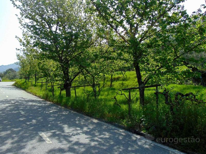 Terreno en Sao Martinho de Mouros, Portugal 3460 m² No. 310667