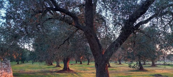 2-salle Maison à San Michele Salentino, Italy No. 85465 16