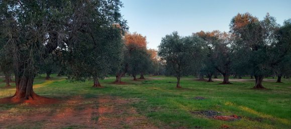 2-salle Maison à San Michele Salentino, Italy No. 85465 14