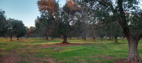 2-salle Maison à San Michele Salentino, Italy No. 85465 11