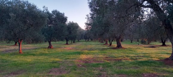 2-salle Maison à San Michele Salentino, Italy No. 85465 20