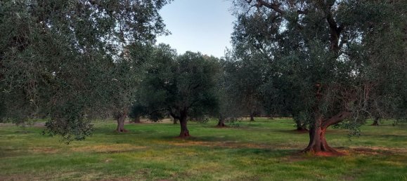 2-salle Maison à San Michele Salentino, Italy No. 85465 21