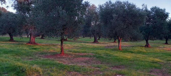 2-salle Maison à San Michele Salentino, Italy No. 85465 19