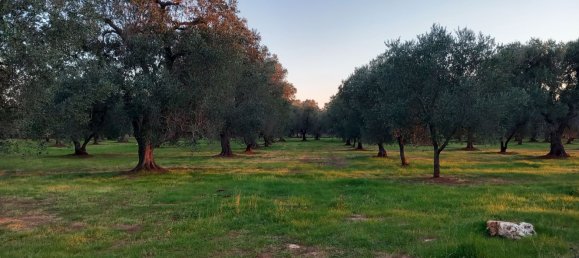 2-salle Maison à San Michele Salentino, Italy No. 85465 10