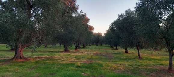 2-salle Maison à San Michele Salentino, Italy No. 85465 22