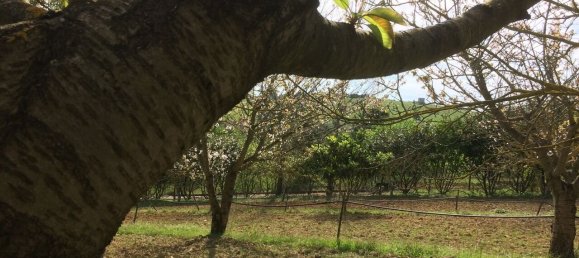 4 Schlafzimmer Grundstück in Santarem, Portugal, Nr. 146446 19