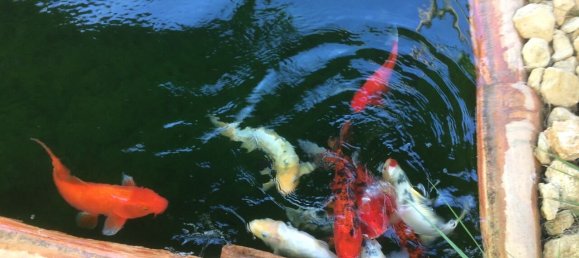 4 Schlafzimmer Grundstück in Santarem, Portugal, Nr. 146446 26