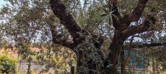 4 Schlafzimmer Grundstück in Santarem, Portugal, Nr. 146446 38