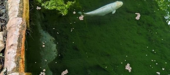 4 Schlafzimmer Grundstück in Santarem, Portugal, Nr. 146446 37