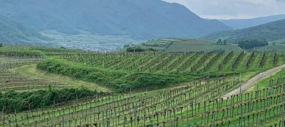 Land in Weissenkirchen in der Wachau, Austria No. 82644 7