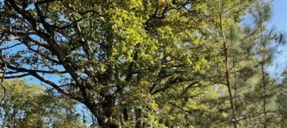 6 chambres Maison à Villefranche-sur-Cher, France No. 217480 19